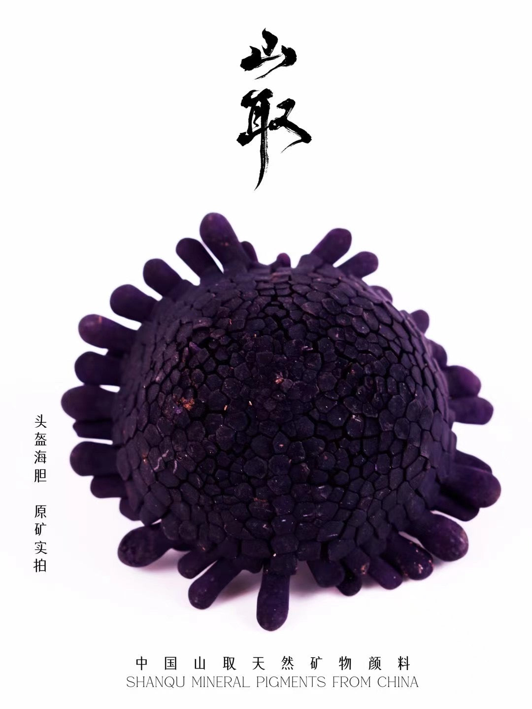 【047】头盔海胆-动物颜料